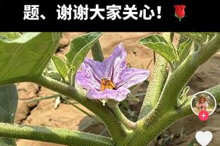 空间好多了！太阳今日有四人20+且真实命中率至少75% 队史首次